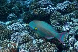 PF Fakarava_passenord_082009_04